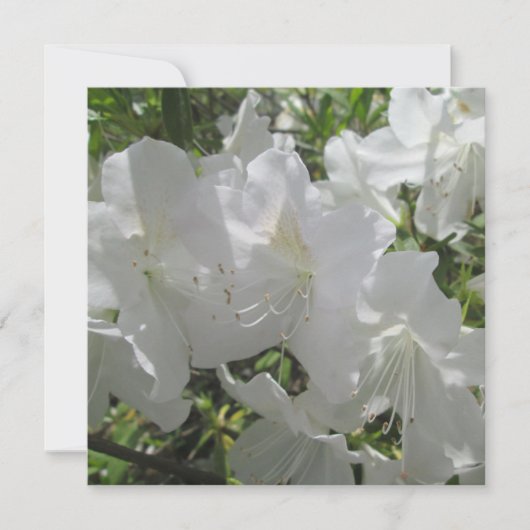 Uitnodiging - White Azaleas (Voorkant)