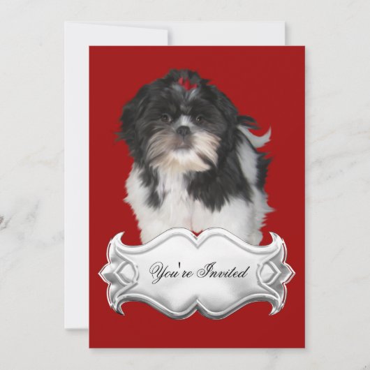 Uitnodigingen Shitzu Shih Tzu Puppy Dogs Red Black (Voorkant)
