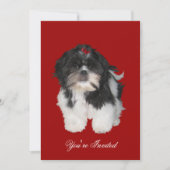 Uitnodigingen Shitzu Shih Tzu Puppy Honden (Voorkant)