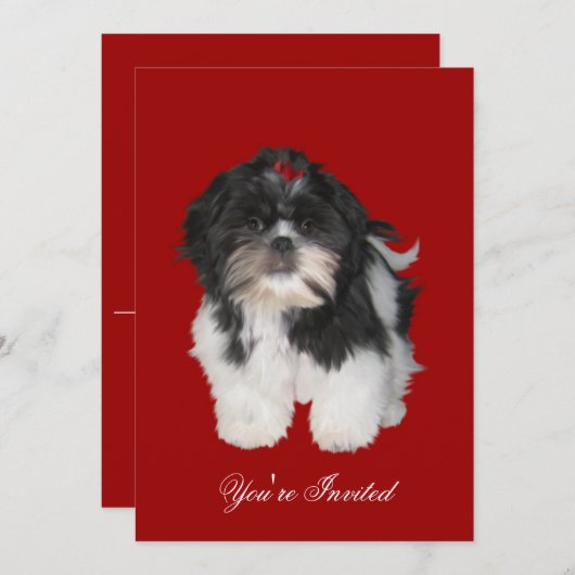 Uitnodigingen Shitzu Shih Tzu Puppy Honden (Voorkant / Achterkant)
