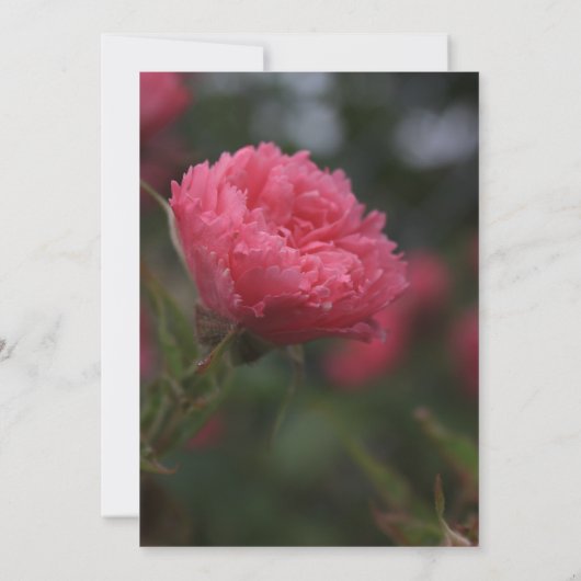 Uitnodigingen tot het indienen van afstuderen (Achterkant)