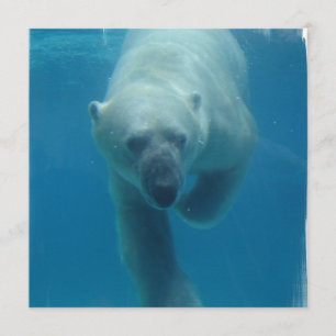 Uitnodigingen tot het zwemmen van Beer