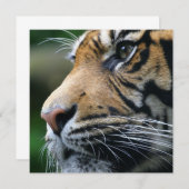 Uitnodigingen van het Afbeelding van de tijger (Voorkant / Achterkant)