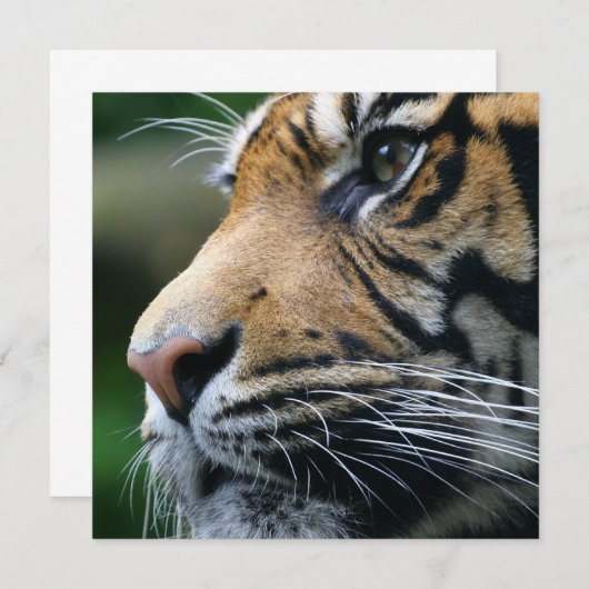 Uitnodigingen van het Afbeelding van de tijger (Voorkant / Achterkant)