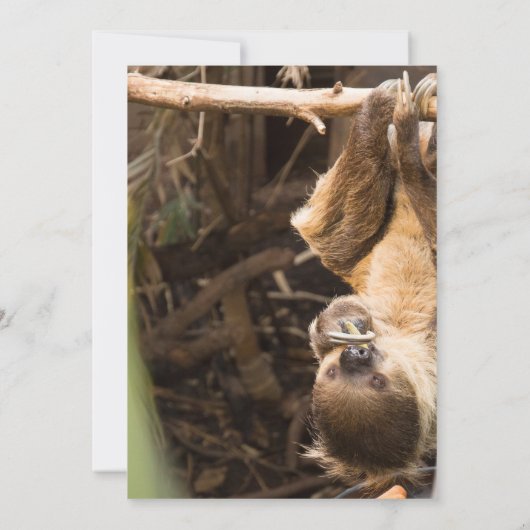 Uitnodigingen voor Sloth Tree Tops Avontuur (Achterkant)