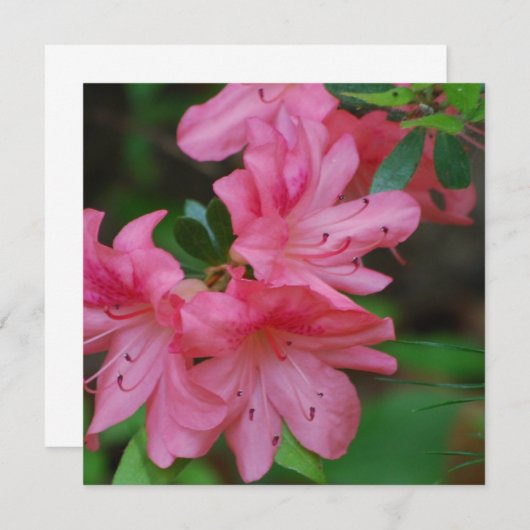 Uitnodigingen voor Struik Azalea (Voorkant / Achterkant)