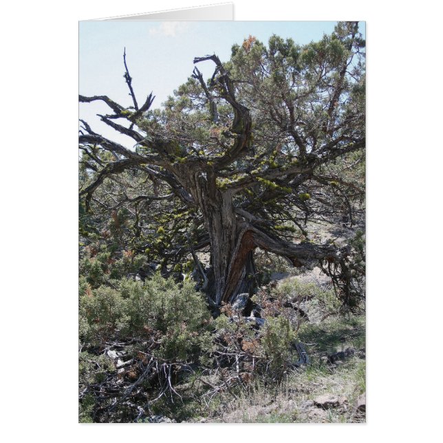 Uitpakken (Voorkant)