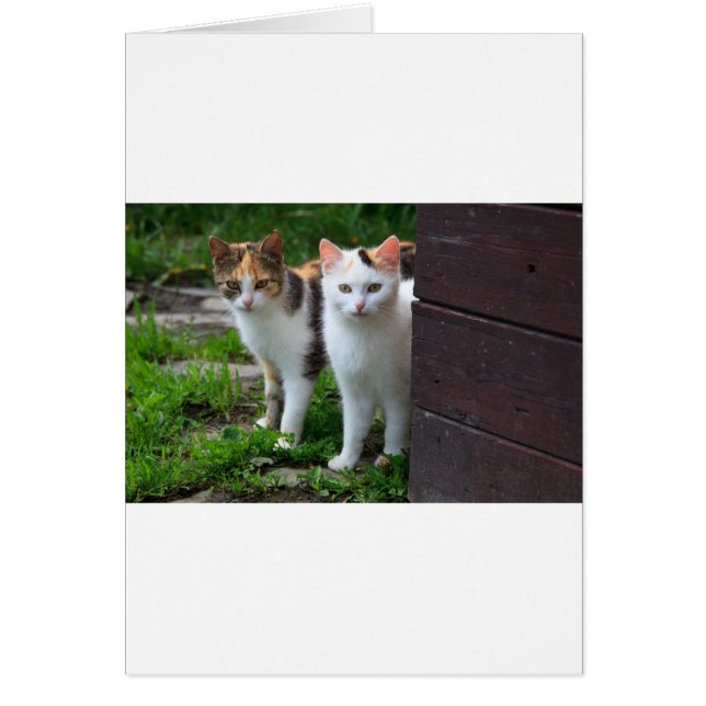 Uitspelen van katten (Voorkant)