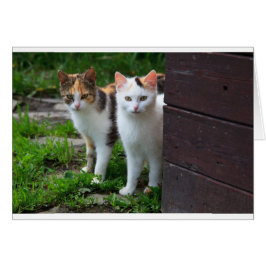 Uitspelen van katten