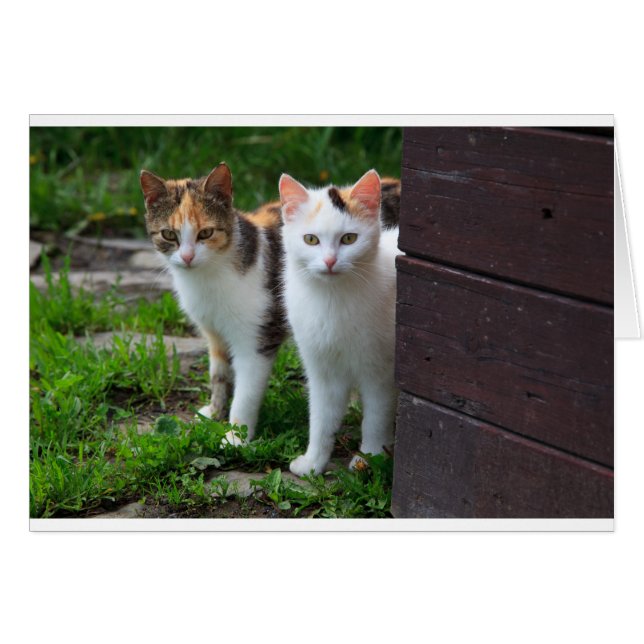 Uitspelen van katten (Voorkant Horizontaal)