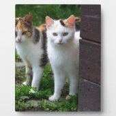 Uitspelen van katten fotoplaat (Voorkant)