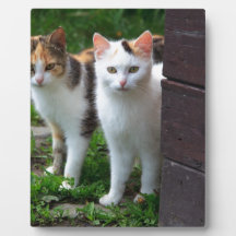 Uitspelen van katten