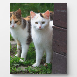 Uitspelen van katten fotoplaat