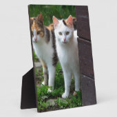 Uitspelen van katten fotoplaat (Zijkant)