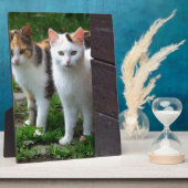 Uitspelen van katten fotoplaat (Zijkant)