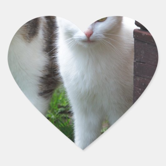 Uitspelen van katten hart sticker (Voorkant)