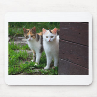 Uitspelen van katten muismat
