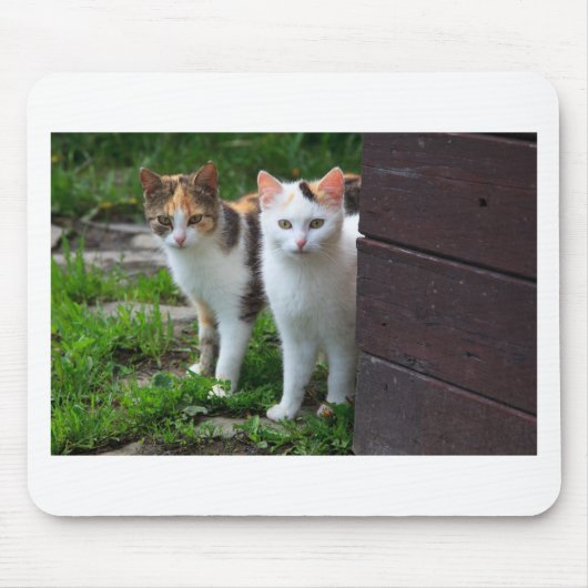 Uitspelen van katten muismat (Voorkant)