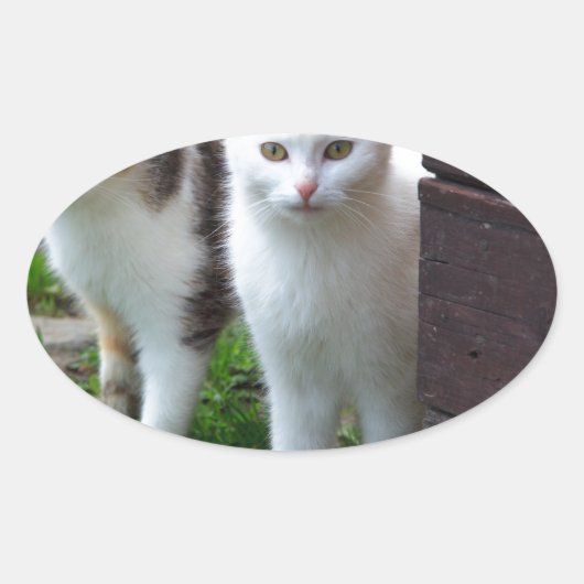 Uitspelen van katten ovale sticker (Voorkant)