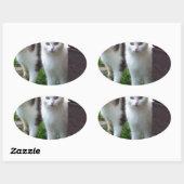 Uitspelen van katten ovale sticker (Vel)