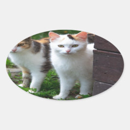 Uitspelen van katten ovale sticker