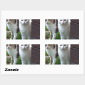 Uitspelen van katten rechthoekige sticker (Vel)