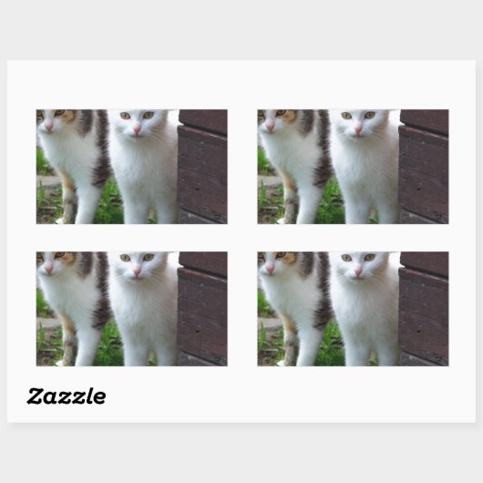 Uitspelen van katten rechthoekige sticker (Vel)