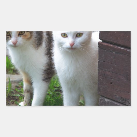 Uitspelen van katten rechthoekige sticker (Voorkant)