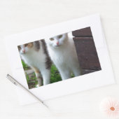 Uitspelen van katten rechthoekige sticker (Envelop)
