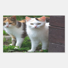 Uitspelen van katten rechthoekige sticker