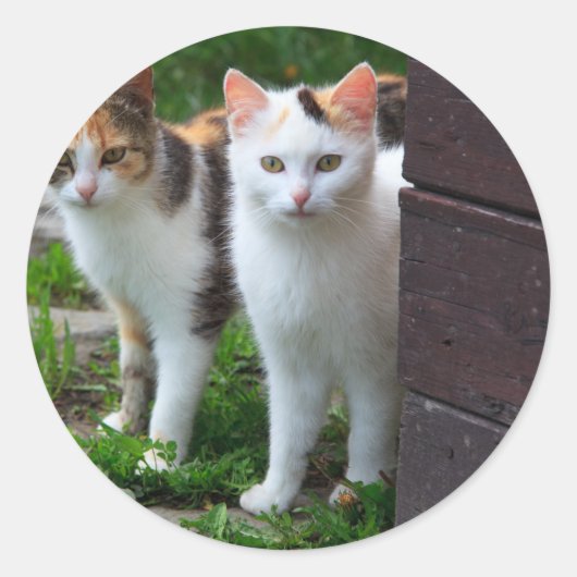 Uitspelen van katten ronde sticker (Voorkant)