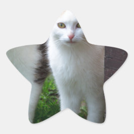 Uitspelen van katten ster sticker