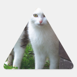 Uitspelen van katten sticker