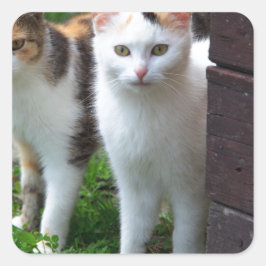 Uitspelen van katten vierkante sticker