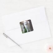 Uitspelen van katten vierkante sticker (Envelop)