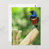 Uitstekend Briefkaart (Voorkant / Achterkant)