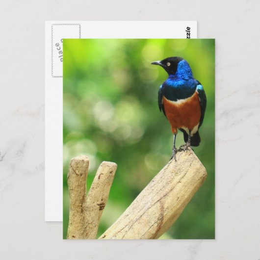 Uitstekend Briefkaart (Voorkant / Achterkant)