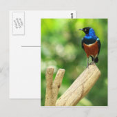 Uitstekend Briefkaart (Voorkant / Achterkant)