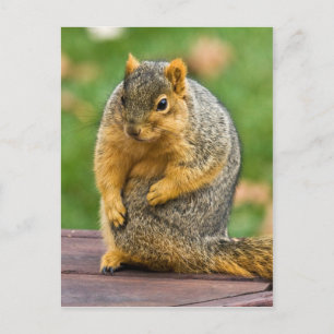 Uitstekend Briefkaart