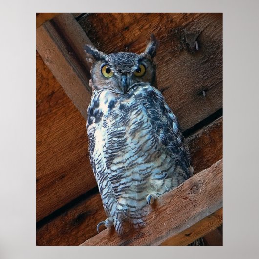 Uitstekend Poster voor oraal gebruik (Voorkant)