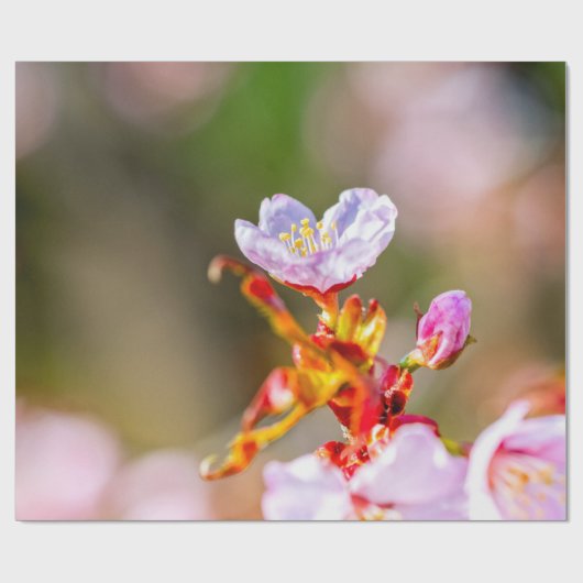 Uitstekende roze Sakura-ventilator Cadeaupapier (Vlak)