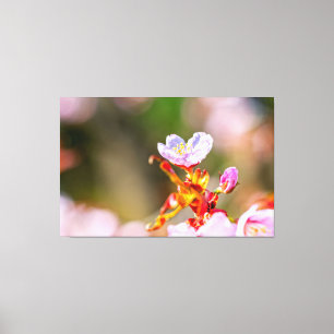 Uitstekende roze Sakura-ventilator in Springtime Canvas Afdruk