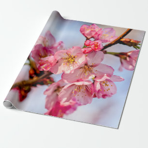 Uitstekende schoonheid van roze Sakura-bloemen Cadeaupapier
