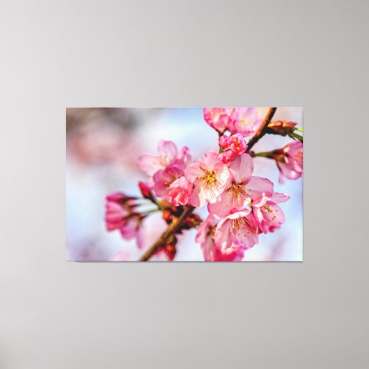 Uitstekende schoonheid van roze Sakura-bloemen in  Canvas Afdruk (Voorkant)
