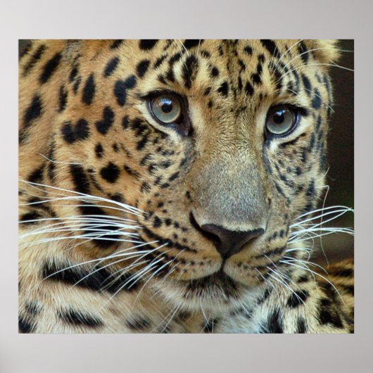 Uitsterven Poster (Voorkant)