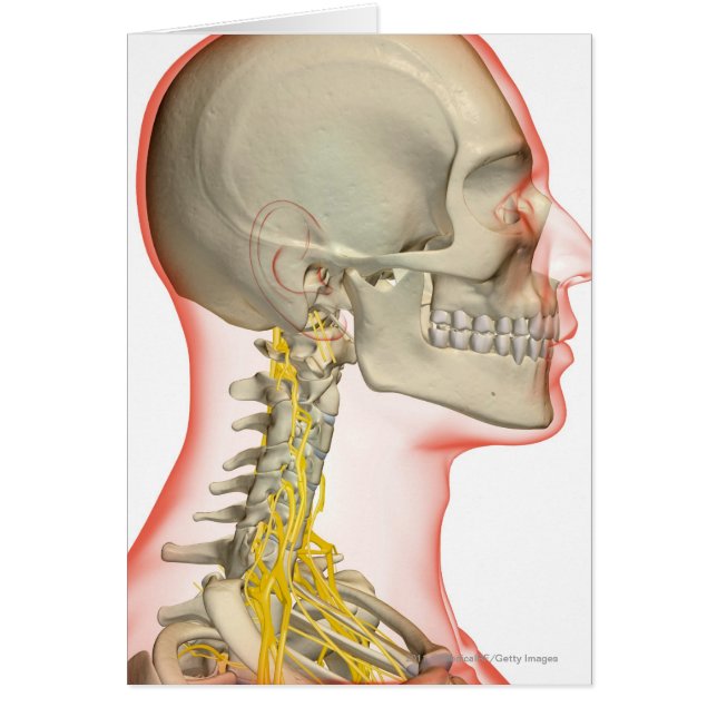 Uitwerping van de zenuwen van de nek (Voorkant)