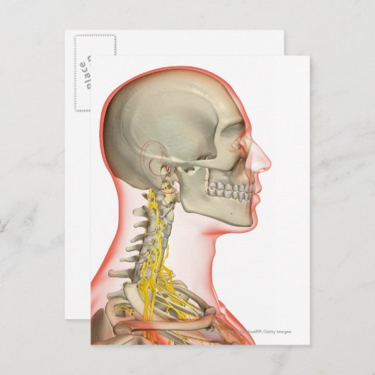 Uitwerping van de zenuwen van de nek briefkaart (Voorkant / Achterkant)