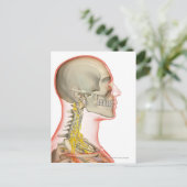 Uitwerping van de zenuwen van de nek briefkaart (Staand voorkant)