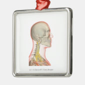 Uitwerping van de zenuwen van de nek metalen ornament (Links)