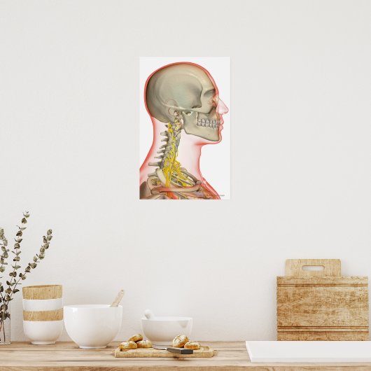 Uitwerping van de zenuwen van de nek poster (Keuken)